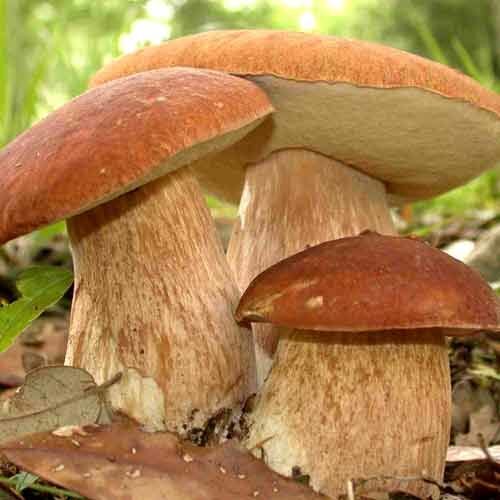 White Mushroom Seeds (Boletus variety)